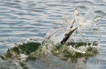 Så er der hornfisk i fjorden igen