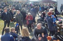 Køerne blev sluppet løs