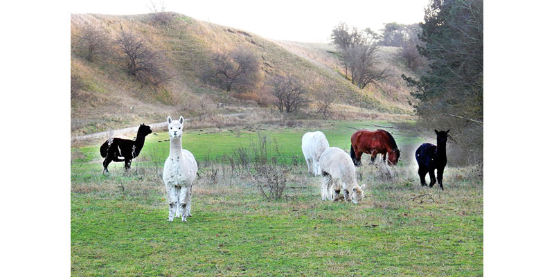 alpacaer alpacaer