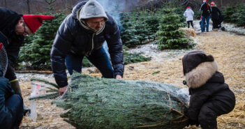 Coronasikker juletræsfældning