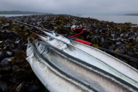 Gratis fisketur efter hornfisk i Roskilde Fjord