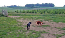 Mere skov i Skibby