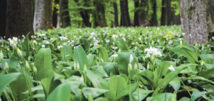 Tre planter, der kan sankes i naturen lige nu
