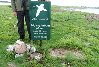 Yngletid på Roskilde Fjord