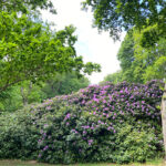 Slotspark i blomst