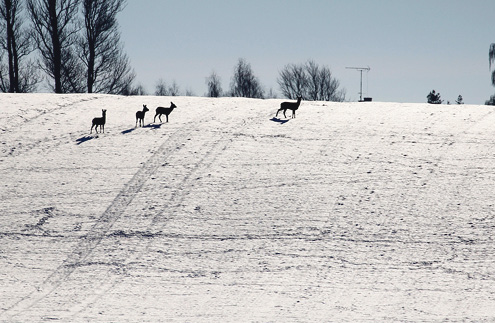 Kulde over vinterlandet