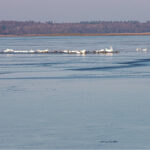 Fuglene på fjordens øer